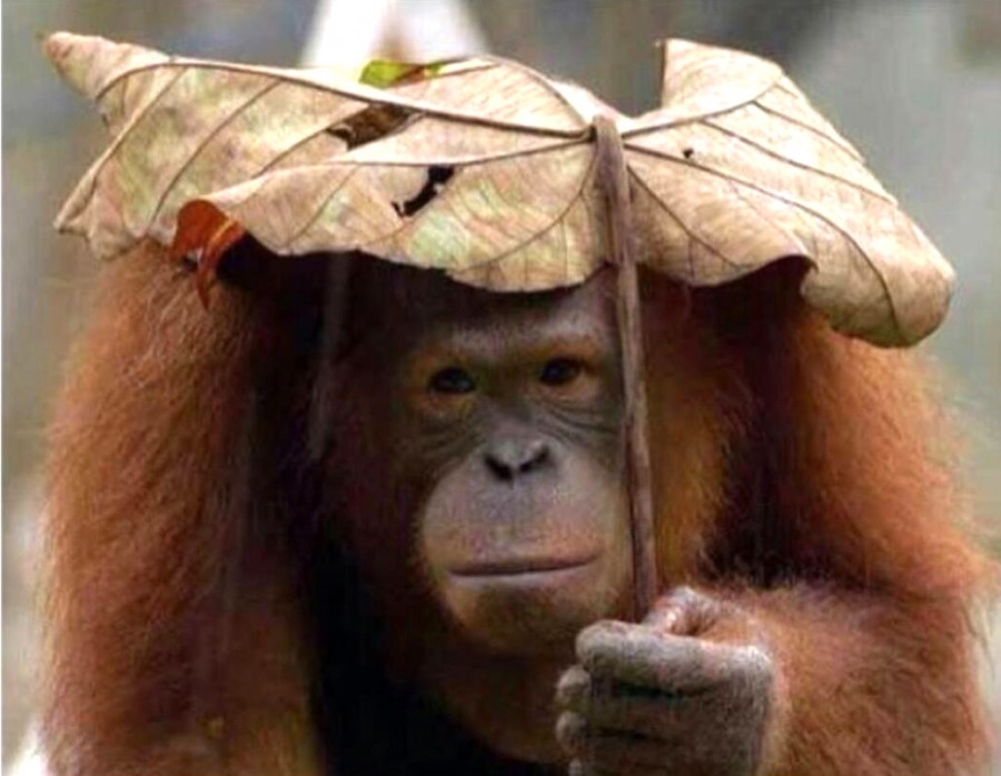 И о погоде, сэр: if the weather brightens up...
