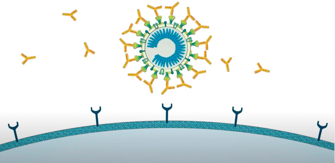 coronavirus and human cell